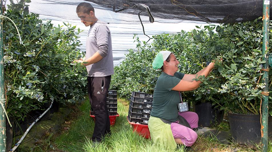 Defra says onus on seasonal workers scheme operators HortWeek