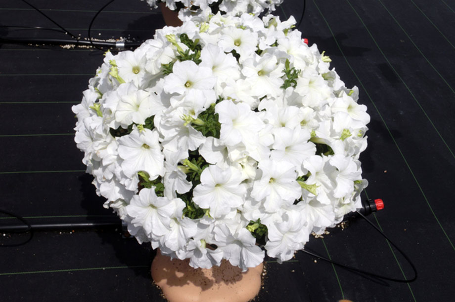 Best new plants for 2020 HortWeek