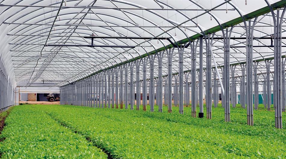 Top 20 Glasshouse Salad Growers 2023 16 20 HortWeek