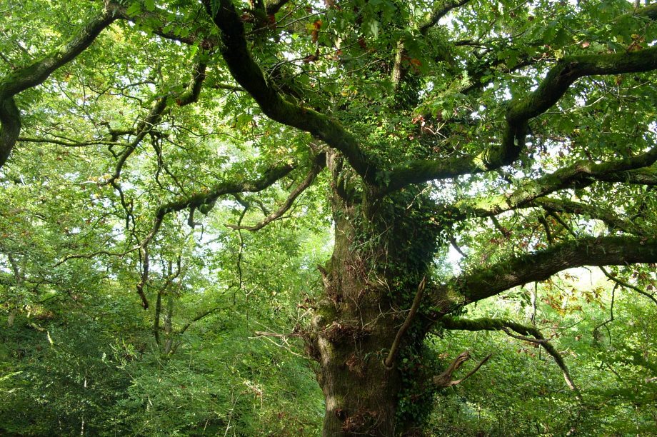 Blenheim Palace woodland revealed as ancient tree hotspot | HortWeek