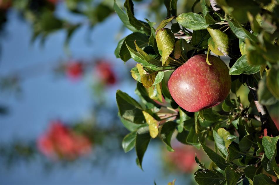 World Apple And Pear Association Releases Update Of The Northern Hemisphere Apple And Pear Crop