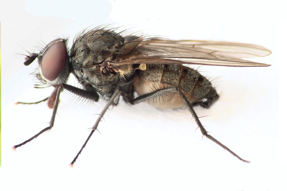 Alert bean seed flies on vegetable crops HortWeek