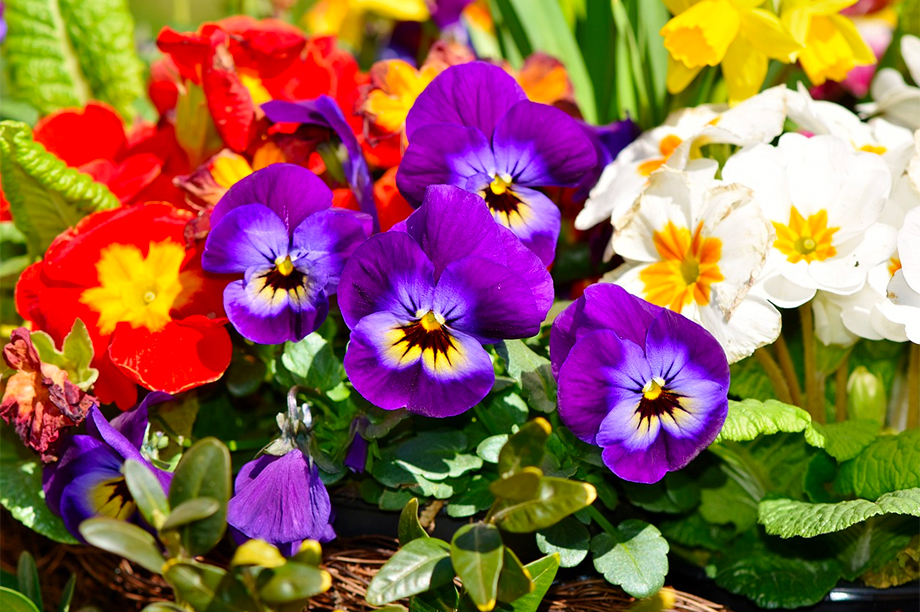 'Realism' enters bedding plant market for 2023 HortWeek