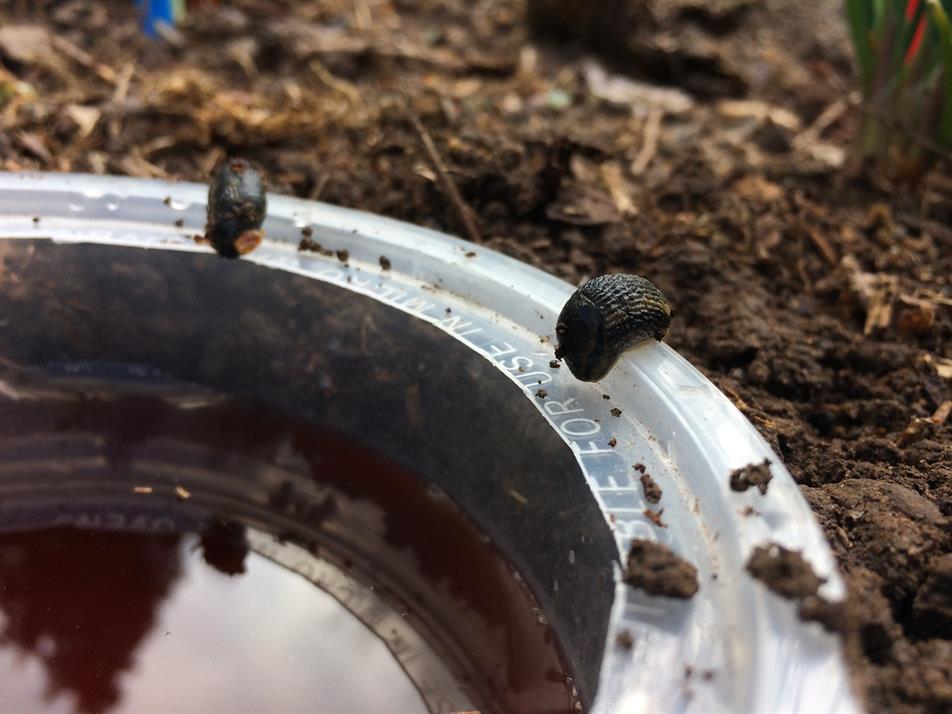 Garden Organic research finds beer does attract slugs HortWeek
