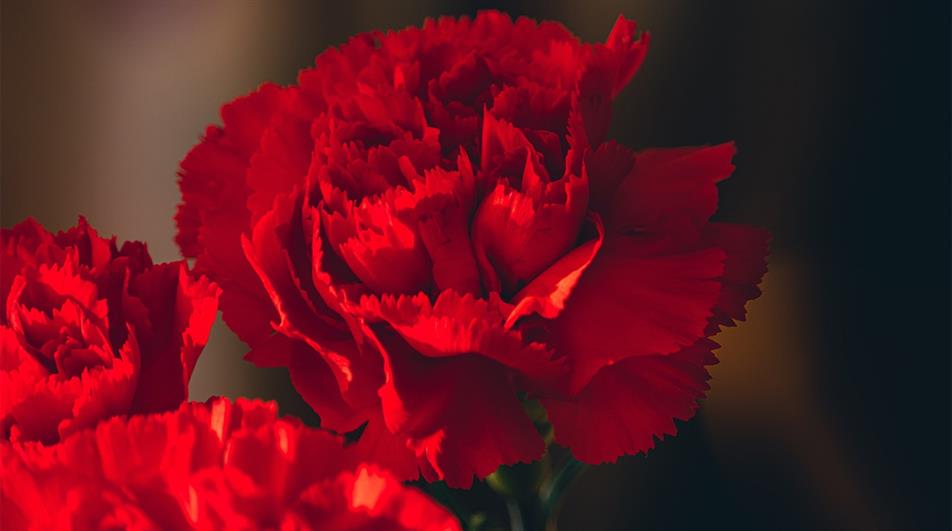 Carnations come back thanks to TikTok HortWeek