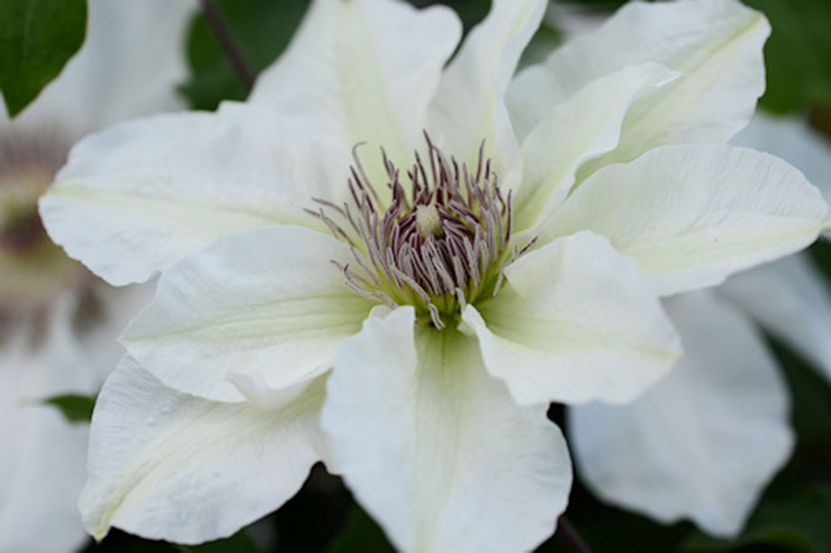 Clematis 'Evipo097' (Kitty Boulevard Up Climbers) | HortWeek