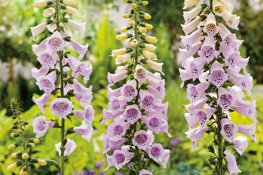 Digitalis | HortWeek