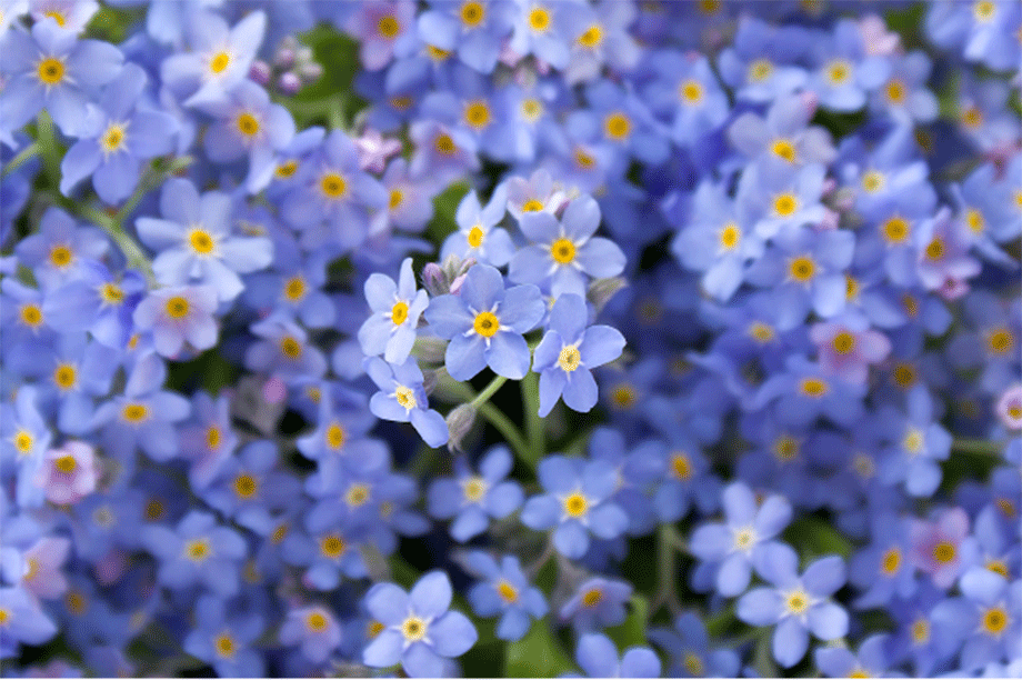 Primrose gardening trends analysed | HortWeek