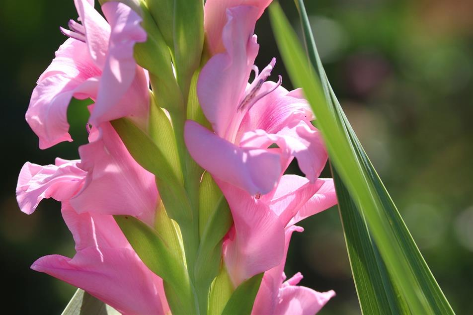 Tesco sees gladioli boom HortWeek