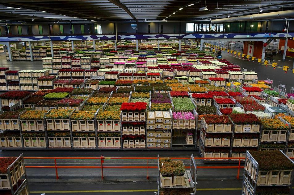 Dutch plant and flower exports to UK grow HortWeek