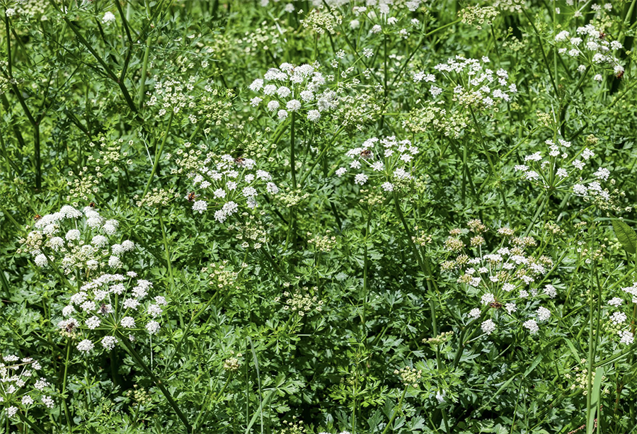 Impending drought may see UK’s most poisonous plant flourish HortWeek