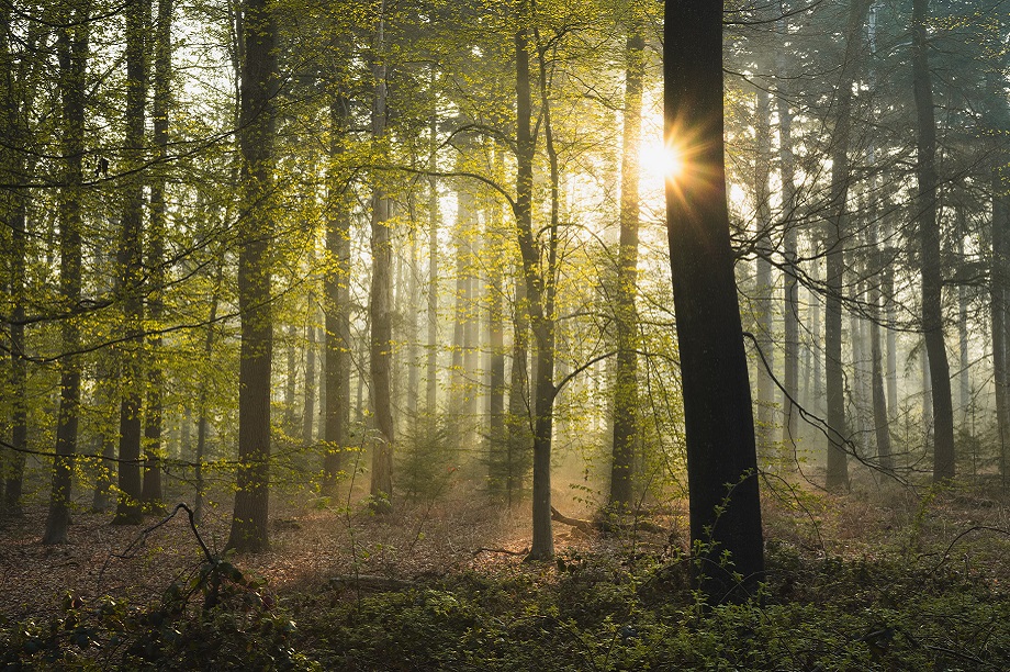 Gloucester City Council announces largest tree planting project in city ...