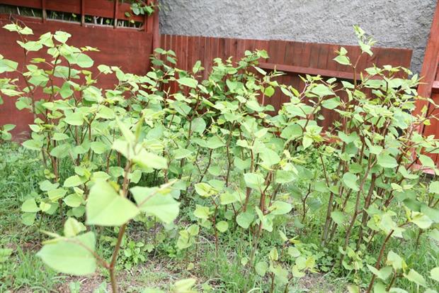 Trade Bodies Welcome Research Into Japanese Knotweed Eradication HortWeek   Knott 20180502103012386 