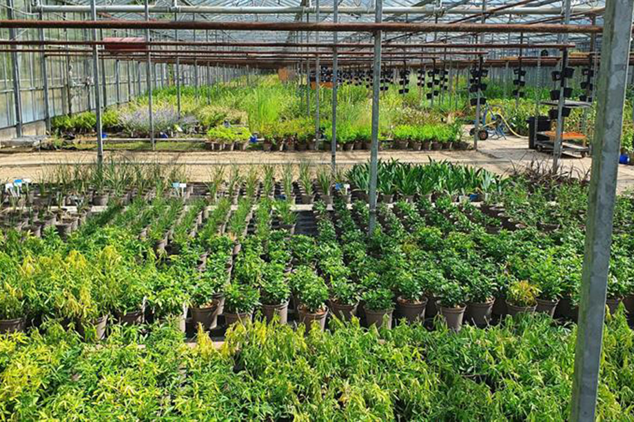 Final sell-off by Lowaters Nursery at £4 a plant | HortWeek