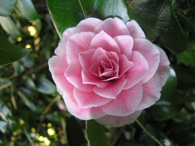 New Exbury garden opening in March to feature 200 named camellia ...