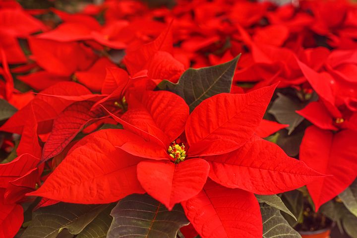 Poinsettia prices rise from £1.99 ceiling | HortWeek