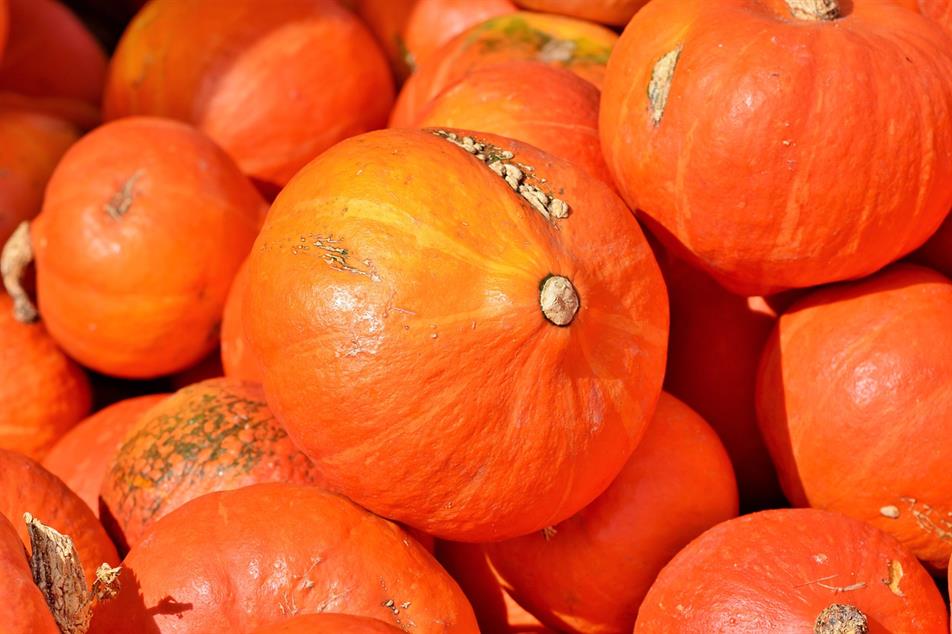 Not so scary small pumpkins at Halloween expected after heatwave | HortWeek