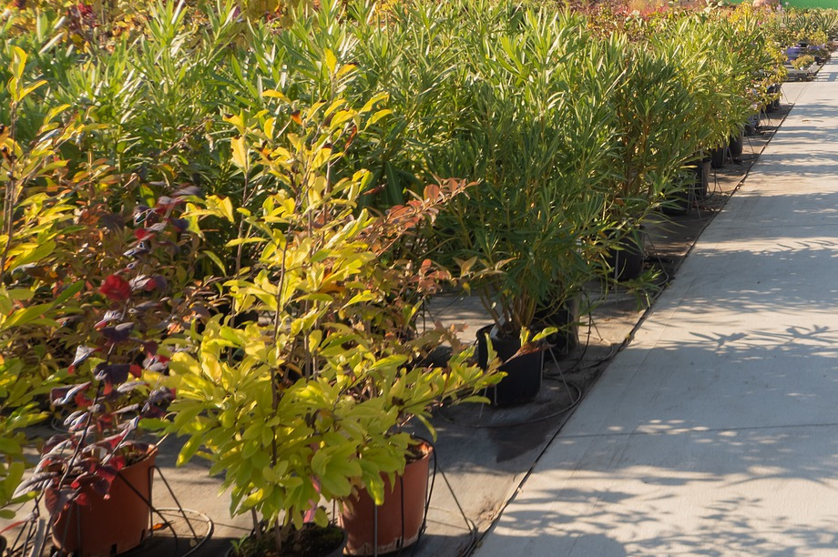 Cost of imported trees soars by as much as 40 HortWeek