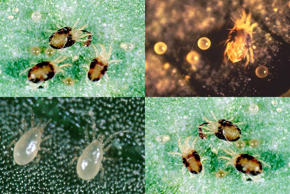 Spider Mite Control Hortweek