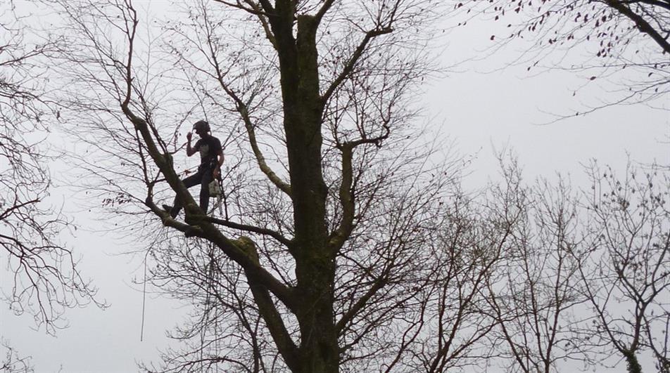 Arborist Salaries Report 20182023 paints a mixed picture HortWeek