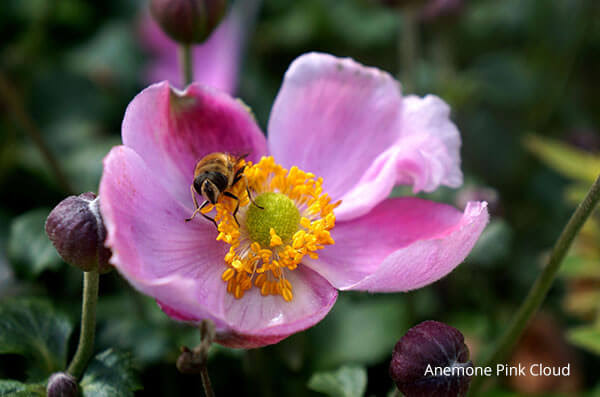 Anemone Pink Cloud renamed | HortWeek