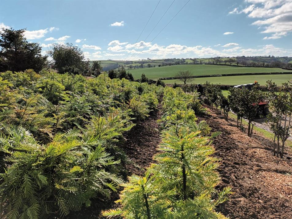 Kernock Park Plants plant 'world's largest' wollemi pine grove | HortWeek