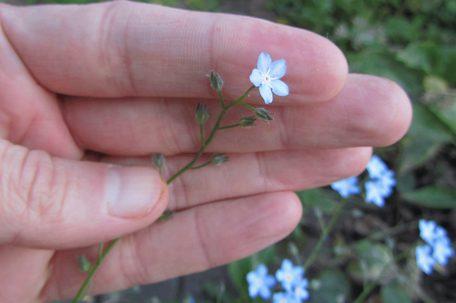 University research reveals why plants stop flowering HortWeek
