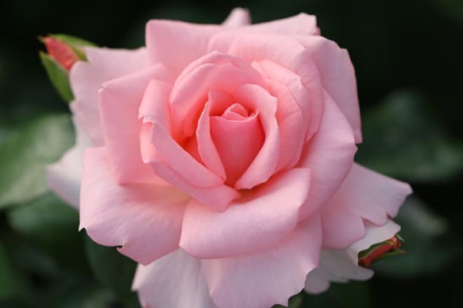 Fryer’s Roses to launch new rose HortWeek