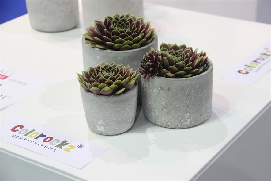 Top new plants HortWeek